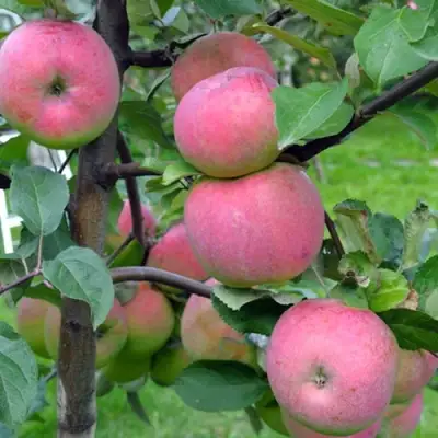 Яблоня БРЯНСКОЕ РОЗОВОЕ в Речице