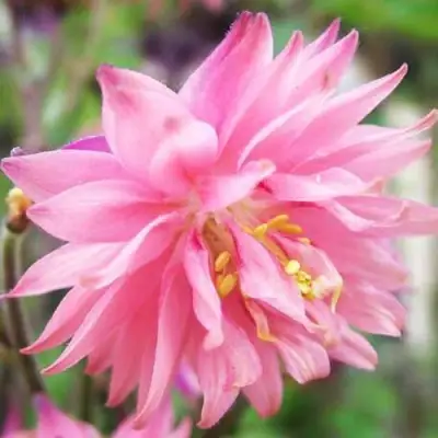 Аквилегия БАРЛОУ ПИНК гибрид МакКаны в Речице