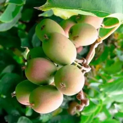 Актинидия ГИБРИДНАЯ КОЛБАСИНОЙ в Речице