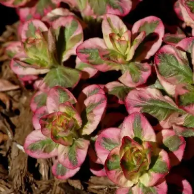 Вербейник АЛЕКСАНДР точечный в Речице