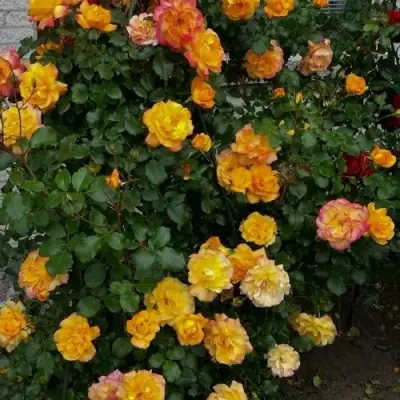 Роза САХАРА плетистая в Речице