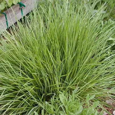 Вейник АВАЛАНШ остроцветковый в Речице