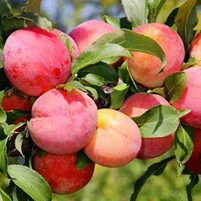 Слива ФАВОРИТЕ ДЕ СУЛТАНО в Речице