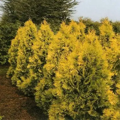 Туя ЕВРОПА ГОЛД западная в Речице