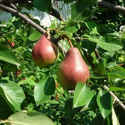 Груша РУМЯНАЯ КЕДРИНА в Речице