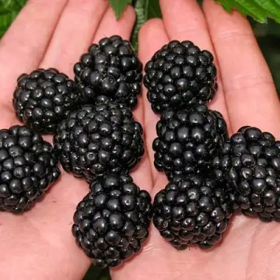 Ежевика ДЖАМБО бесшипная  в Речице