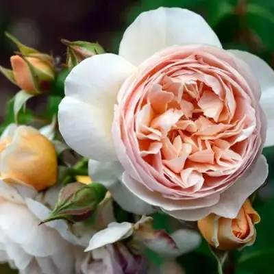 Роза ДЖУЛЬЕТТА английская в Речице