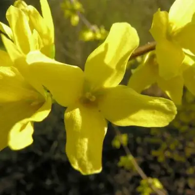 Форзиция ФОРЧУНА в Речице