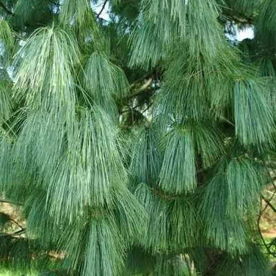 Сосна гриффита в Речице