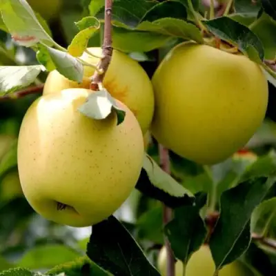 Яблоня ГОЛДЕН ВЛАДИМИРСКИЙ в Речице