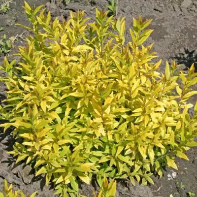 Бирючина АУРЕА обыкновенная в Речице