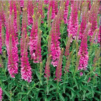 Вероника РОНИКА ФУКСИЯ в Речице