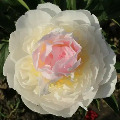 Пион БЛАШ КВИН травянистый в Речице