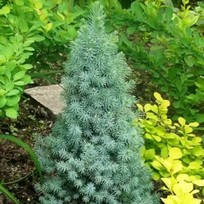 Ель КОНИКА сизая в Речице