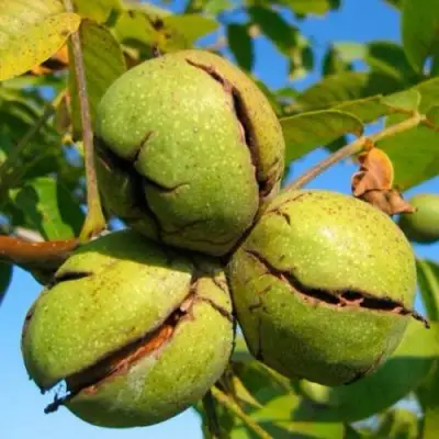 Грецкий орех ПИНСКИЙ в Речице