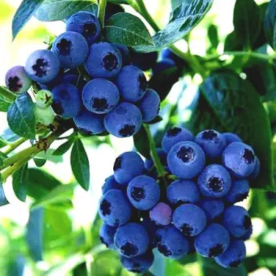 Голубика РЕКА в Речице