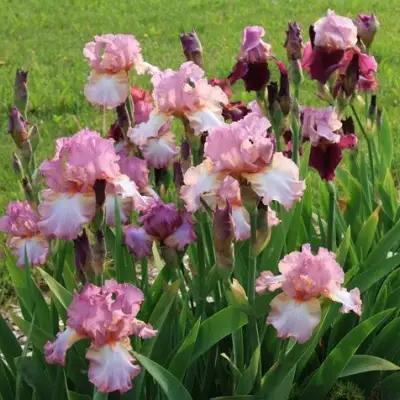 Ирис БЛАШИНГ ПИНК бородатый в Речице