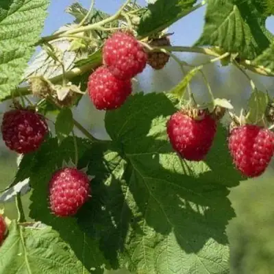 Малина КОЛОКОЛЬЧИК в Речице