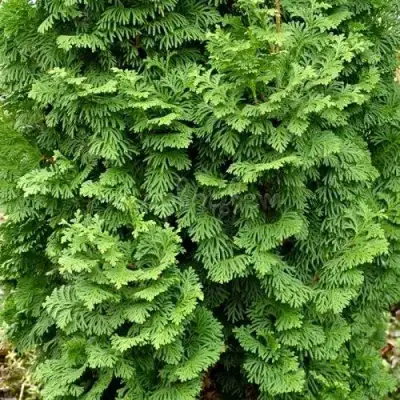 Туя СПИРАЛИС МИНИ западная в Речице