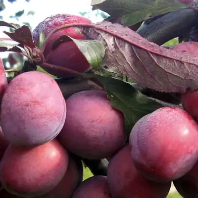 Слива ПАННА в Речице