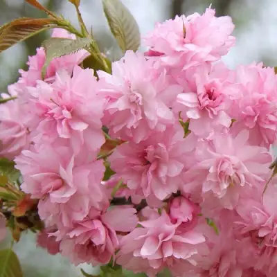 Сакура РОЗЕА ПЛЕНА в Речице