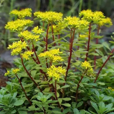 Очиток (седум) ИММЕРГРЮНХЕН в Речице