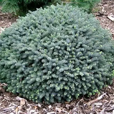 Ель ЭХИНИФОРМИС сизая в Речице