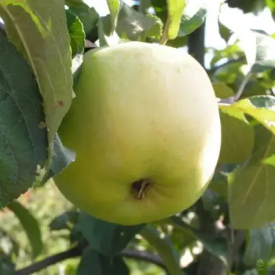 Яблоня АНТОНОВКА ОБЫКНОВЕННАЯ в Речице