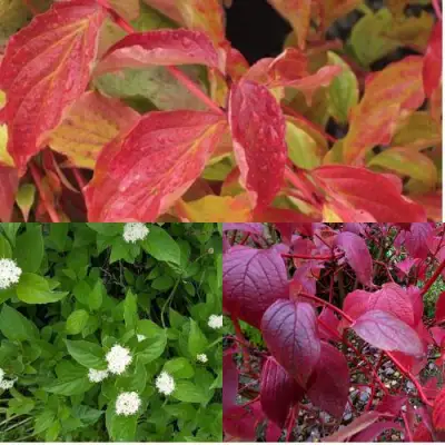 Комплект СЕВЕРНОЕ СИЯНИЕ в Речице