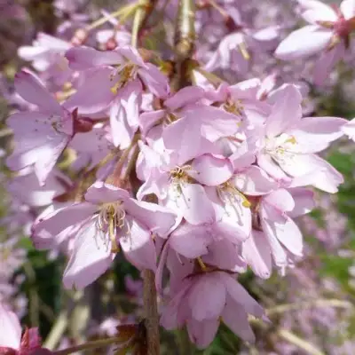 Сакура ПЕНДУЛА РУБРА в Речице