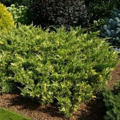 Можжевельник ВАРИЕГАТА казацкий  в Речице