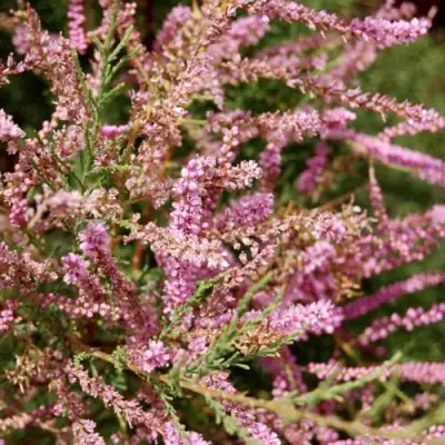 Тамарикс ПИНК КАСКАД в Речице