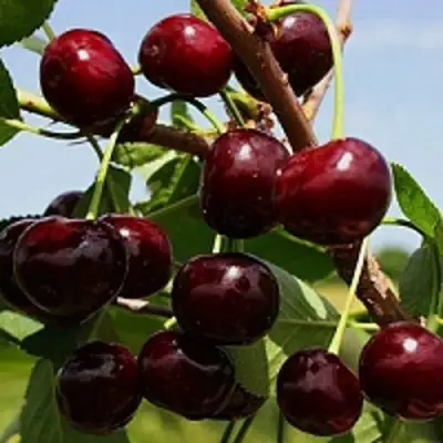 Вишня РОВЕСНИЦА в Речице