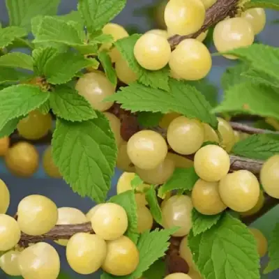 Вишня СНЕВИТ войлочная в Речице