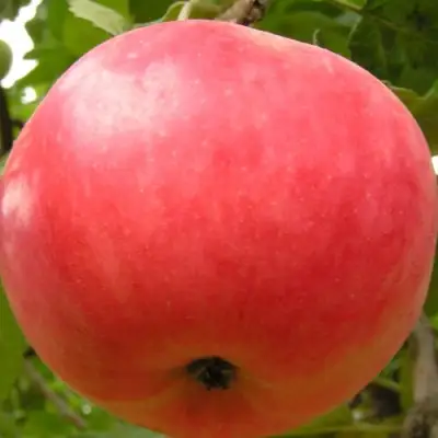 Яблоня СУЙСЛЕПСКОЕ (МАЛИНОВКА) в Речице