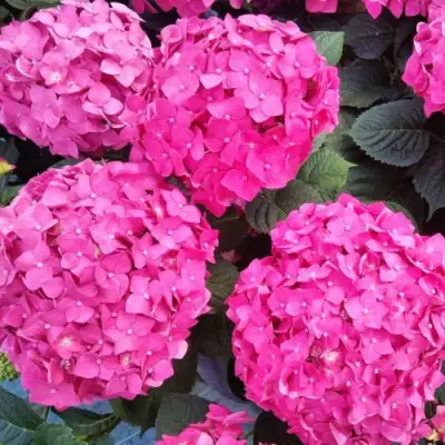 Гортензия ЭНДЛЕСС САММЕР ЛАВ крупнолистная в Речице