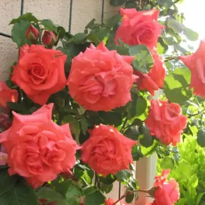 Роза ДИ ДИ БРИДЖУОТЕР плетистая в Речице