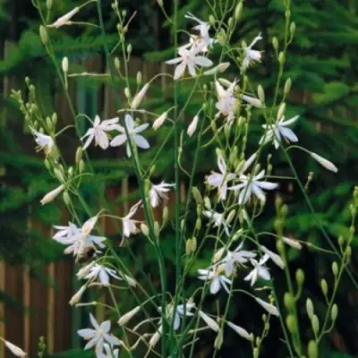 Венечник ветвистый в Речице