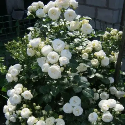 Роза АРТЕМИС шраб в Речице