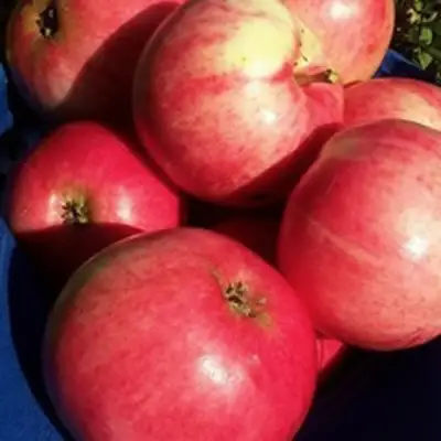 Яблоня СУЙСЛЕПСКОЕ (МАЛИНОВКА) в Речице