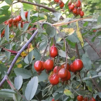 Роза сизая в Речице