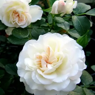 Роза ВАЙТ МЕЙДИЛАНД почвопокровная в Речице