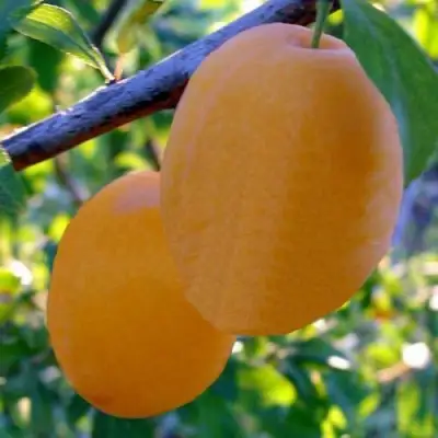 Слива НАТАША в Речице