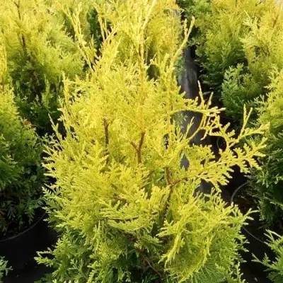 Туя ГОЛДЕН БРАБАНТ западная в Речице