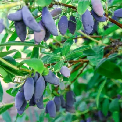 Жимолость съедобная БЛЮ БАНАНА (ГОЛУБОЙ БАНАН) в Речице
