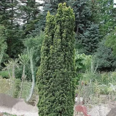 Тис ФАСТИГИАТА РОБУСТА  ягодный  в Речице