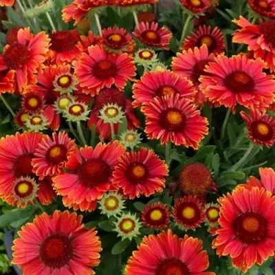 Гайлардия АРИЗОНА РЕД ШЕЙДС в Речице