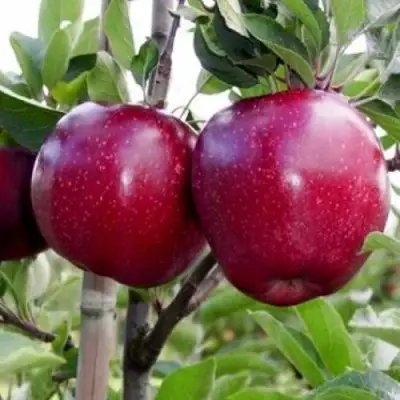 Яблоня РЕД ДЕЛИШЕС в Речице