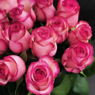 Роза КАРУСЕЛЬ чайно-гибридная в Речице