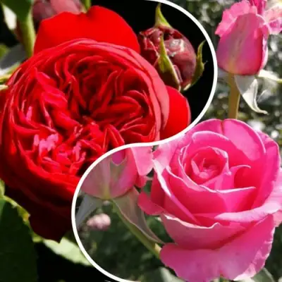 Комплект РОМАНТИЧЕСКИЙ БУКЕТ в Речице